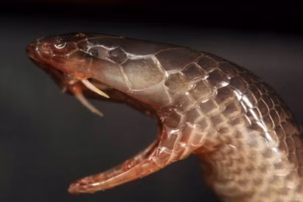 Mặc dù không nằm trong danh sách 10 loài rắn độc nguy hiểm nhất thế giới, rắn Mulga vẫn được xem như "sát thủ của các sát thủ" và gây ác mộng cho các loài rắn độc khác ở Úc, đặc biệt là rắn nâu miền đông (Pseudonaja nuchalis), loài rắn độc thứ hai nguy hiểm nhất thế giới sau rắn Taipan nội địa.