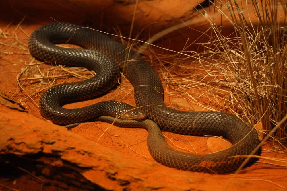 Điều đặc biệt về rắn độc Mulga này là khả năng miễn nhiễm nọc độc của nhiều loài rắn độc khác, cùng với tập tính săn mồi khá giống hổ mang chúa.