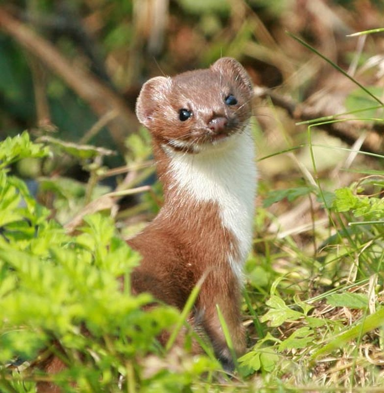 3. Triết bụng trắng: Là loài ăn thịt nhỏ nhất thế giới. Mặc dù có kích thước nhỏ nhưng triết bụng trắng xếp thứ 3 trong danh sách những loài động vật có lực cắn mạnh nhất thế giới.