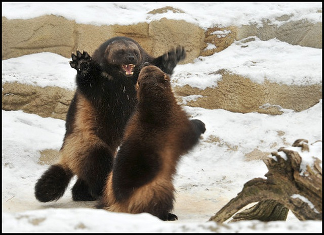 Chồn sói có thể săn mồi lớn hơn nhiều lần, như hươu, nai sừng tấm trưởng thành. Sở hữu móng vuốt sắc nhọn, lớp da dày và sức mạnh thể chất đáng kinh ngạc.