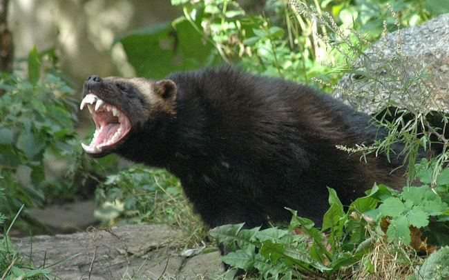 2. Chồn sói: là phiên bản châu Mỹ của lửng mật, cũng rất bạo lực. Có sức mạnh và hung hãn vượt xa kích thước cơ thể.