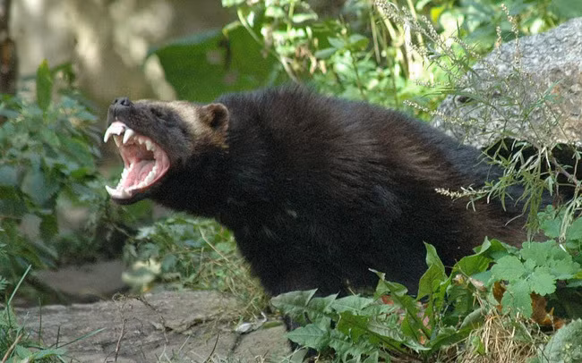 2. Chồn sói: là phiên bản châu Mỹ của lửng mật, cũng rất bạo lực. Có sức mạnh và hung hãn vượt xa kích thước cơ thể.