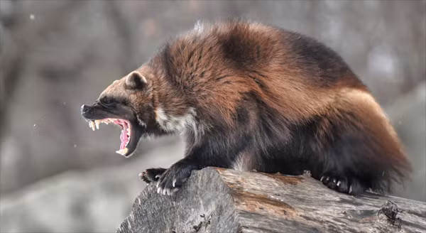 Chúng sống một mình và có khả năng sử dụng mùi để tự vệ.