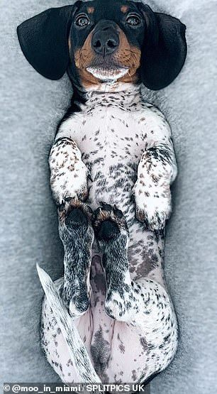 Tuy nhiên, Moo có phần đầu là một màu đen pha chút nâu ở mũi, phần dưới chân chúng có chút đen nâu, còn lại phần thân người là bộ lông màu đen trắng giống hệt chó đốm.