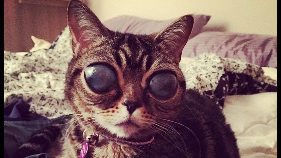 Một bác sĩ đã chẩn đoán Matilda bị bệnh ung thư bạch cầu ở mèo. Đây là căn bệnh do virus gây ra, ảnh hưởng đến hệ miễn dịch và có nhiều biến chứng nguy hiểm, thậm chí dẫn đến tử vong.