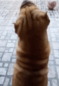 Tuy nhiên, sau đó, sinh vật bất ngờ cử động và người đàn ông mới nhận ra đó thực chất chỉ là chú chó cưng của anh ta.