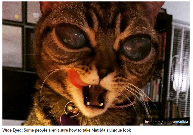 Không hiếm gặp những trường hợp thú cưng trông giống hệt sinh vật ngoài hành tinh. Rất nổi tiếng trên mạng là con mèo Matilda 2 tuổi có đôi mắt đặc biệt, nhãn cầu mở to như người ngoài hành tinh.
