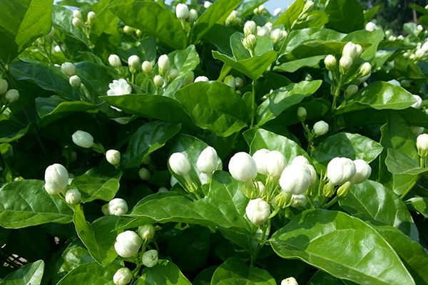 Tinh dầu từ loài hoa này được sử dụng để tạo nhiều loại nước hoa nổi tiếng trên thế giới. Ở thành phố Madurai, Ấn Độ, hoa nhài cao cấp đã thu hút các nhà cung cấp nước hoa danh tiếng.