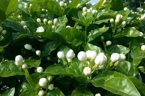 Tinh dầu từ loài hoa này được sử dụng để tạo nhiều loại nước hoa nổi tiếng trên thế giới. Ở thành phố Madurai, Ấn Độ, hoa nhài cao cấp đã thu hút các nhà cung cấp nước hoa danh tiếng.