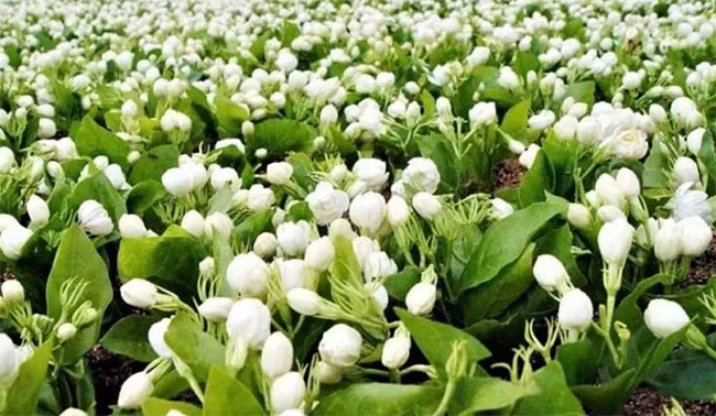 Để chiết xuất khoảng 1 lít tinh dầu nguyên chất, cần tới khoảng 700kg hoa nhài tươi, và tinh dầu này có giá trị lên tới hơn 100 triệu đồng.