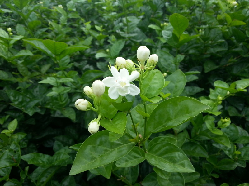 Một sản phẩm nước hoa đắt nhất được đề cập trong bài viết là Clive Christian Imperial Majesty, sản xuất từ hoa nhài Ấn Độ, có mức giá vượt qua 5 tỷ đồng cho một lọ 500ml.