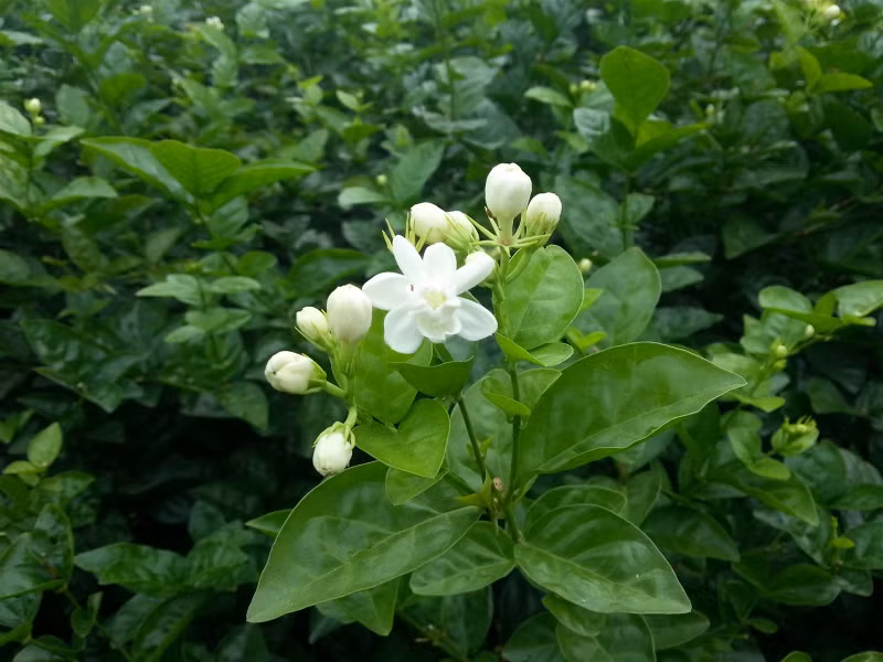 Một sản phẩm nước hoa đắt nhất được đề cập trong bài viết là Clive Christian Imperial Majesty, sản xuất từ hoa nhài Ấn Độ, có mức giá vượt qua 5 tỷ đồng cho một lọ 500ml.