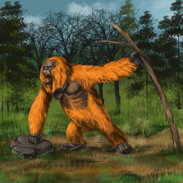Gigantopithecus có thể là tổ tiên của đười ươi ngày nay và có thể ăn thực vật và trái cây.