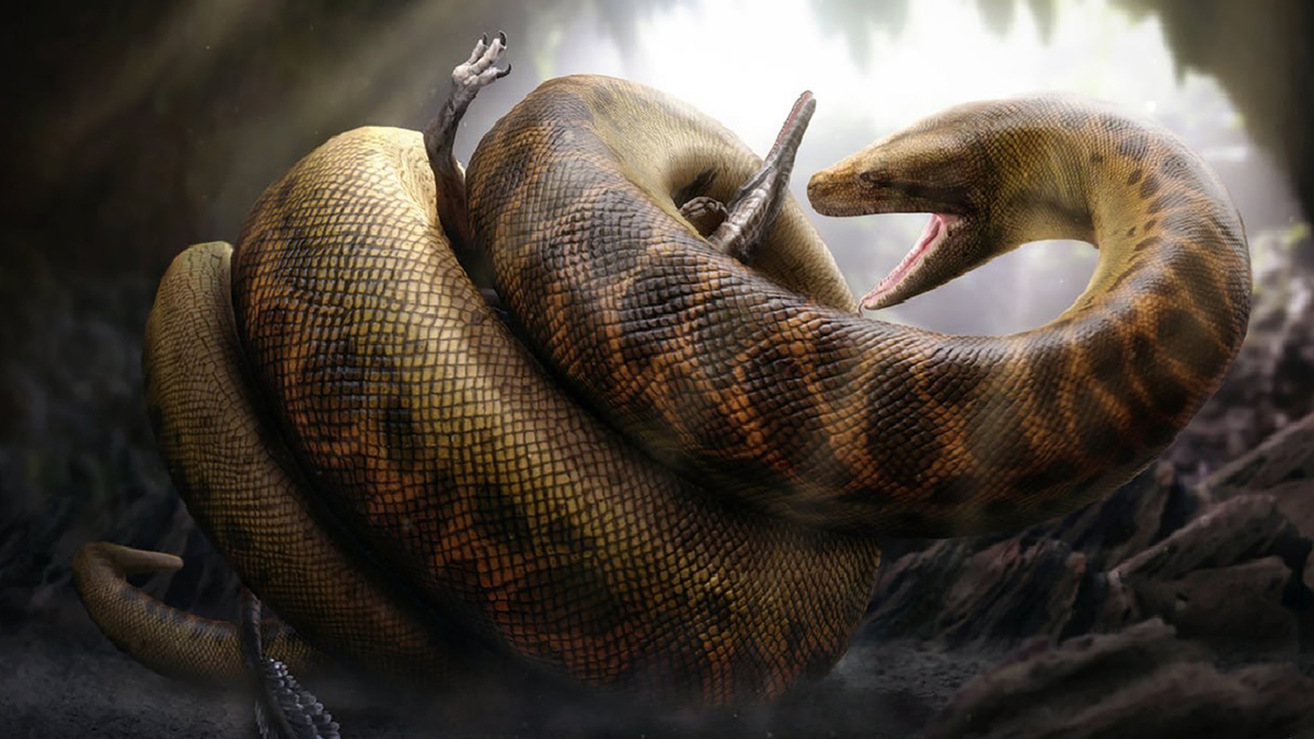 2. Titanoboa: Đây là loài trăn khổng lồ có chiều dài lên tới 15m. Titanoboa sống vào khoảng thời gian Paleocene, khi khí hậu nhiệt đới đang thống trị.