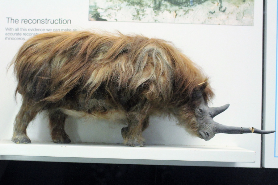 4. Tê giác lông cừu: Loài tê giác này trông rất giống tê giác ngày nay nhưng có nhiều lông hơn. Chúng có sừng lớn phía trước và một sừng nhỏ hơn ở giữa mắt.