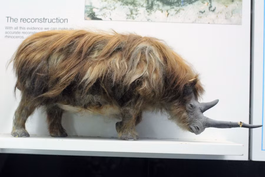 4. Tê giác lông cừu: Loài tê giác này trông rất giống tê giác ngày nay nhưng có nhiều lông hơn. Chúng có sừng lớn phía trước và một sừng nhỏ hơn ở giữa mắt.