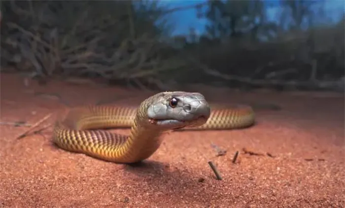 Rắn Taipan thường ăn chuột và sinh sản bằng cách đẻ từ 12 đến 20 quả trứng.