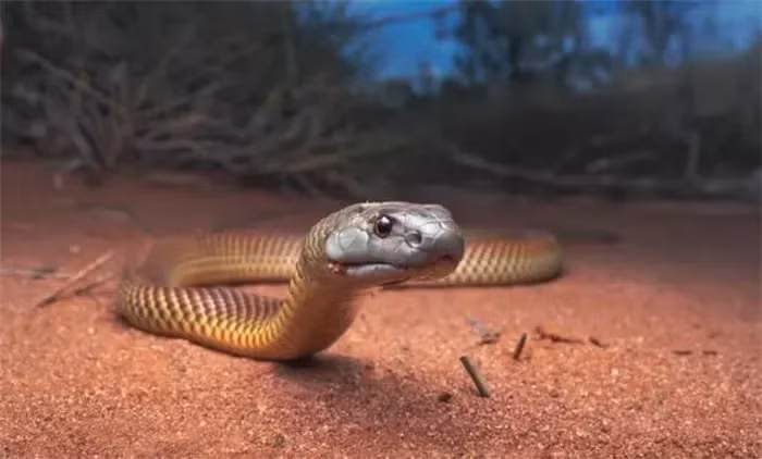 Rắn Taipan thường ăn chuột và sinh sản bằng cách đẻ từ 12 đến 20 quả trứng.