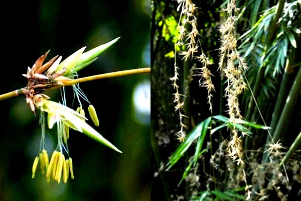 Hoa tre thường nở thành chùm, có màu vàng nhạt. Dẫu vậy, màu sắc của hoa tre sẽ thay đổi tùy theo từng loài. Hoa tre kết quả, tạo thành quả tre - còn gọi là "cơm tre".
