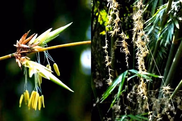Hoa tre thường nở thành chùm, có màu vàng nhạt. Dẫu vậy, màu sắc của hoa tre sẽ thay đổi tùy theo từng loài. Hoa tre kết quả, tạo thành quả tre - còn gọi là "cơm tre".
