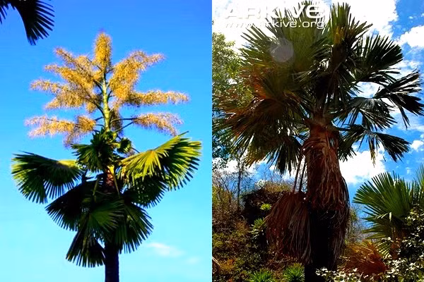 Điều đặc biệt là loài cây phải "chờ cả đời người" mới ra hoa này chỉ mới được phát hiện vào năm 2008.