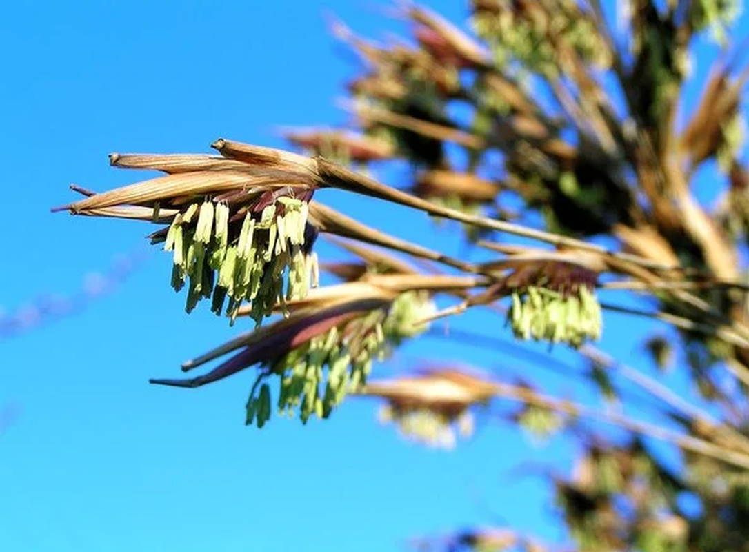 Tuy nhiên, lúc tre ra hoa, kết quả cũng là thời khắc cuối cùng của loài cây này bởi sau đó tre sẽ nhanh chóng lụi tàn và không thể hồi sinh.