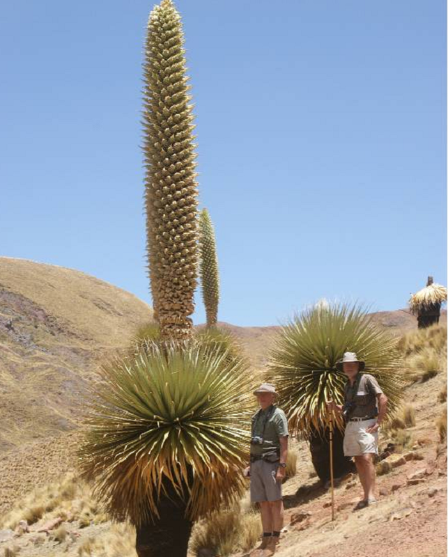 4. Cây Puya Raimondi thuộc họ dứa và được xem là loài cây nở hoa muộn nhất thế giới, phải mất tới 80 đến 150 năm cây mới ra hoa một lần.