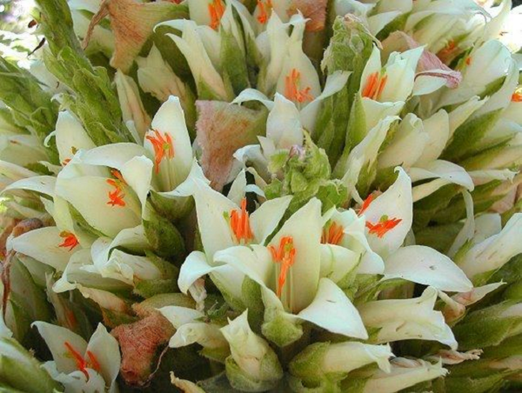 Loài cây này cao khoảng 3-4m. Nhưng khi ra hoa, chiều cao của cây Puya lên đến 12m, cho ra cụm hoa cả ngàn bông chứa đến 10 triệu hạt giống. Sau khi phát tán hết hạt giống, cây sẽ từ biệt cuộc đời.