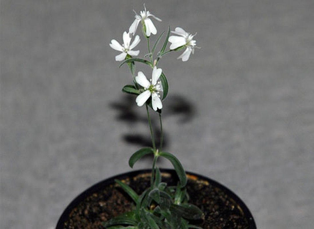 3. Cây thạch trúc lá nhỏ: Thường cây thạch trúc nở hoa vào mùa hè, nhưng có một cây thạch trúc đặc biệt, nở hoa sau 30.000 năm. Nguyên nhân của việc này là hạt của cây bị kẹt trong tảng đất bị đóng băng ở Siberia từ Kỷ băng hà.