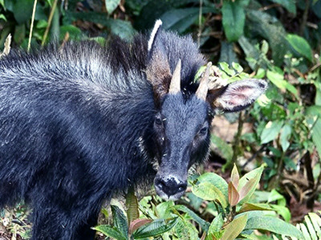 Loài này còn được gọi là thiên mã đen dựa trên ngoại hình giống với con thần thoại Pegasus trong thần thoại Hy Lạp.