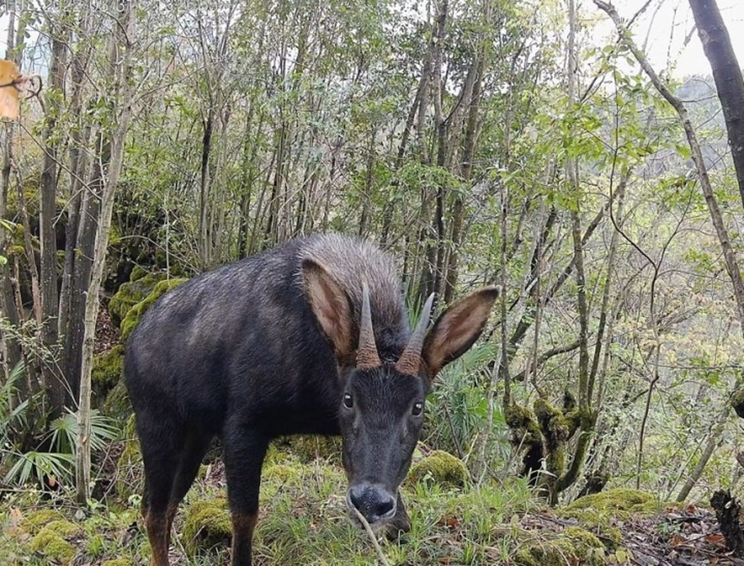 Tại một khu bảo tồn ở Trung Quốc, nhân viên đã phát hiện một loài động vật kỳ lạ giống thiên mã Pegasus trong thần thoại Hy Lạp, nhưng màu đen. Con vật này có đôi sừng nhọn và bộ lông đen.