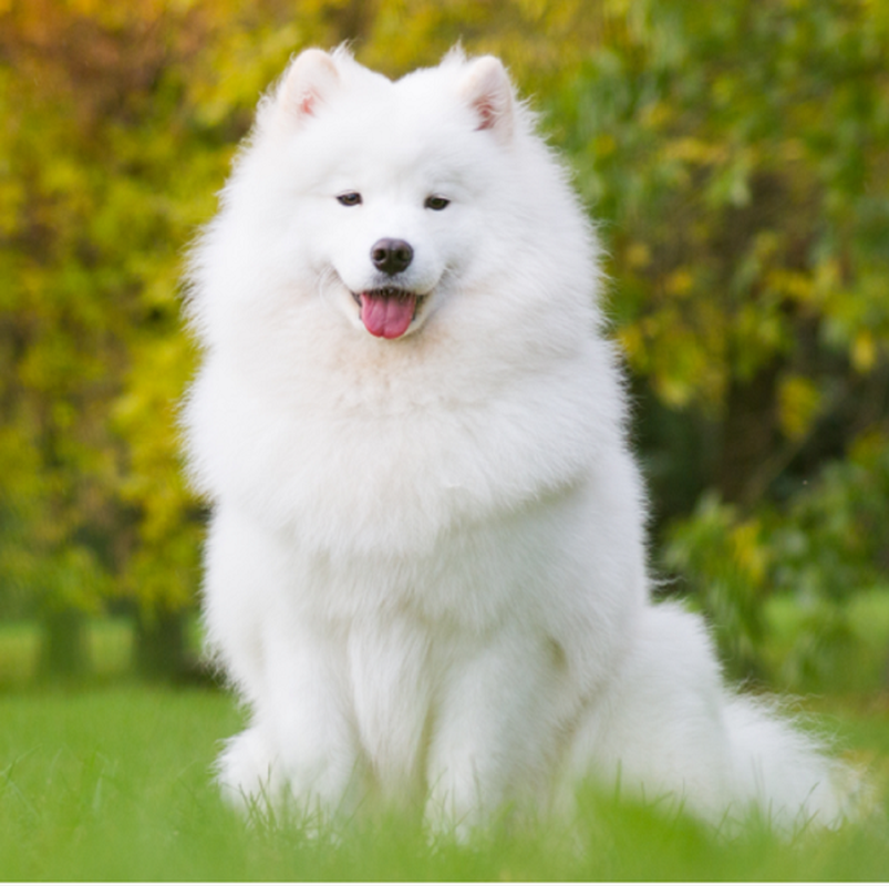 Ban đầu, họ nghĩ đó là một con chó Samoyed màu trắng đáng yêu, nhưng sau khi giải cứu, họ nhận ra rằng đó là một con cáo trắng. Con cáo này có ngoại hình rất giống chó Samoyed và có thân hình to béo hơn so với cáo trắng bình thường.