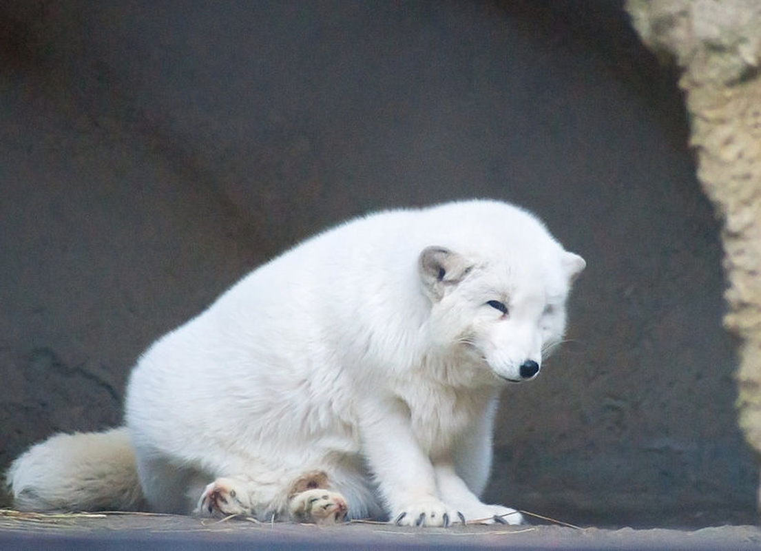 Sau khi được giải cứu, con cáo trắng tỏ ra bình tĩnh và thậm chí có những cử chỉ như cúi đầu để cảm ơn đội cứu hộ trước khi rời đi vào rừng sâu. Câu chuyện này đã gây cảm động, khiến đội cứu hộ vô cùng ấn tượng.