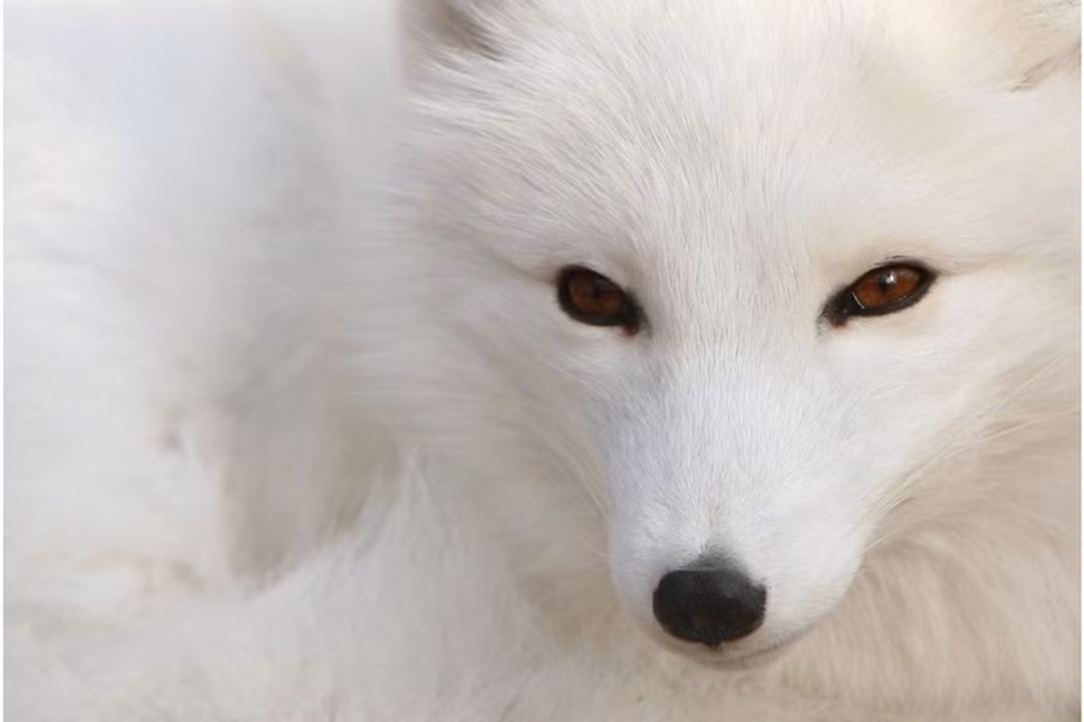 Chiều dài cơ thể vào khoảng 46 đến 68 cm cùng thân hình cong tròn giúp chúng giảm thiểu được sự truyền nhiệt từ cơ thể ra ngoài không khí.