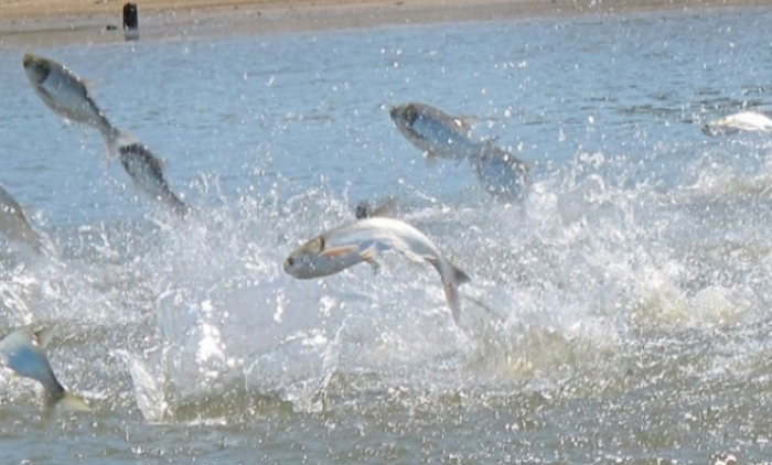 Tất cả những yếu tố này có thể tương hợp và tạo ra một hiện tượng độc đáo: Hàng trăm con cá mè trắng nhảy lên khỏi mặt nước cùng một lúc. Tuy vẫn còn đang chờ đợi kết quả chính thức từ các chuyên gia, nhưng có vẻ như một sự kết hợp của các yếu tố môi trường và thời tiết đã tạo nên cảnh tượng đầy mê hoặc này.