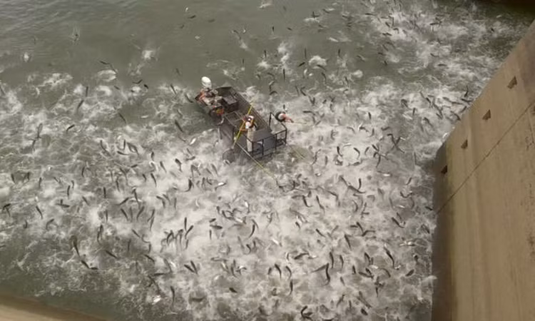 Theo một nhà nghiên cứu thuộc Viện Thủy sinh học, Viện Khoa học Trung Quốc, thời tiết nóng bức cũng có thể gây ra tình trạng căng thẳng cho chúng, khiến chúng cảm thấy bất an và nhảy lên khỏi mặt nước để tìm kiếm sự an toàn.