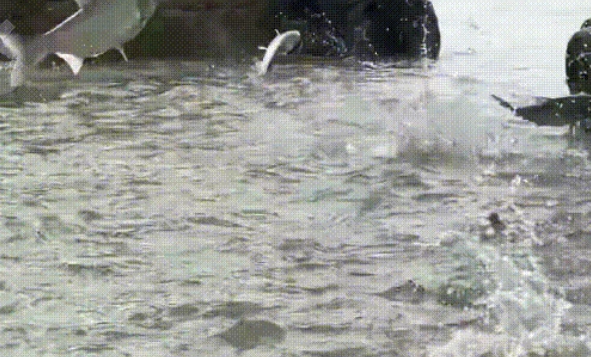 Sự việc kỳ lạ hàng trăm con cá nhảy lên khỏi mặt nước cùng lúc xảy ra vào ngày 6/8 và đã được ghi lại và chia sẻ trên mạng xã hội. Một loạt giả thuyết đang được đưa ra để giải thích hiện tượng độc đáo này. Một trong những giải thích có thể là tác động của các yếu tố thời tiết và môi trường.