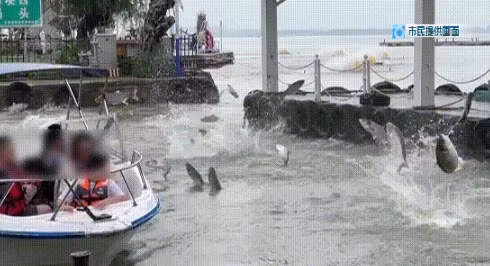 Thời tiết nóng bức và mưa lớn có thể dẫn đến sự thay đổi về dòng nước trong hồ, làm giảm nồng độ oxy trong nước. Điều này khiến cho các con cá mè trắng cảm thấy thiếu oxy và kích thích chúng nhảy lên khỏi mặt nước để tìm kiếm nguồn oxy cần thiết cho sự sống.