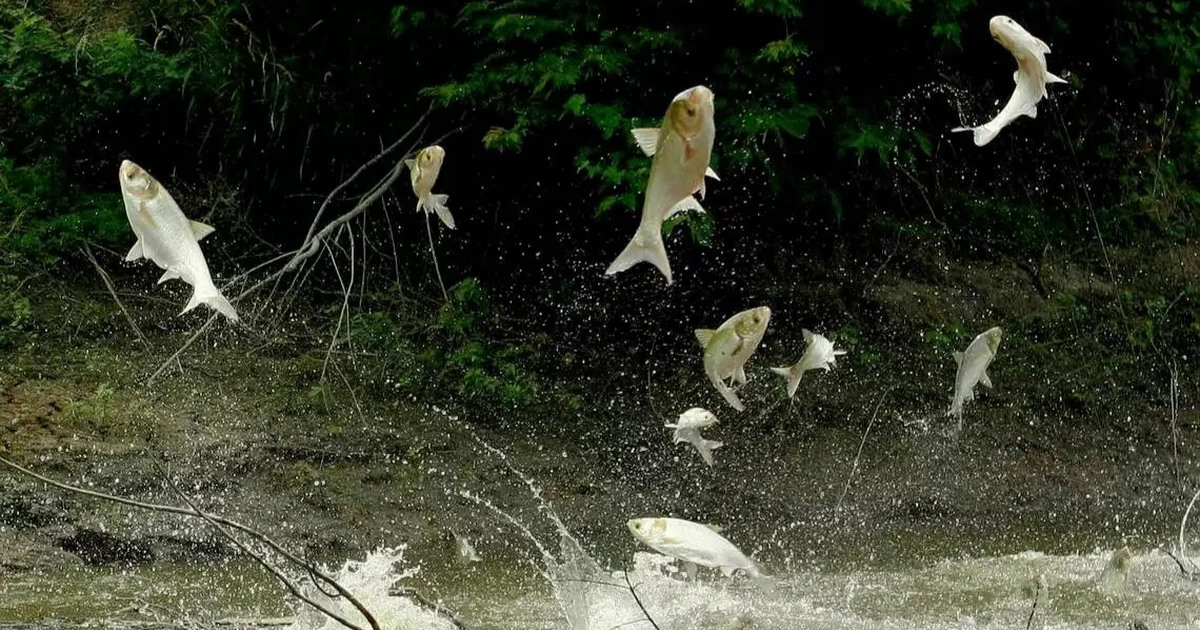 Cá mè trắng có thể phát triển chiều dài tới 1,4m, nặng hàng chục kg. Do không có dạ dày nên chúng ăn liên tục, với thức ăn chủ yếu là các loài động thực vật phù du. Tuổi thọ của loài này khoảng 12 năm.