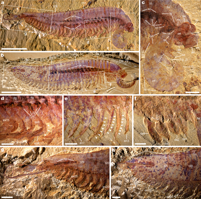 Với kích thước tương đương một con tôm lớn, Kylinxia zhangi nổi bật bởi vẻ ngoại hình kỳ quái. Với ba mắt trên đầu và một đôi chân đáng sợ mọc ngay trên đỉnh đầu, nó trông như một con " quái vật" đến từ thế giới thần thoại.