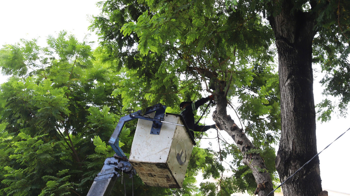 Song song với việc thi công, công tác chỉnh trang cảnh quan đô thị cũng được triển khai. Những ngày qua, lực lượng chức năng đã tiến hành cắt tỉa cây xanh để đảm bảo tầm nhìn và an toàn trong suốt quá trình tổ chức sự kiện. Đặc biệt, nhằm hạn chế ảnh hưởng đến giao thông, ngay sau khi cắt tỉa, các nhánh cây sẽ được dọn dẹp nhanh chóng.