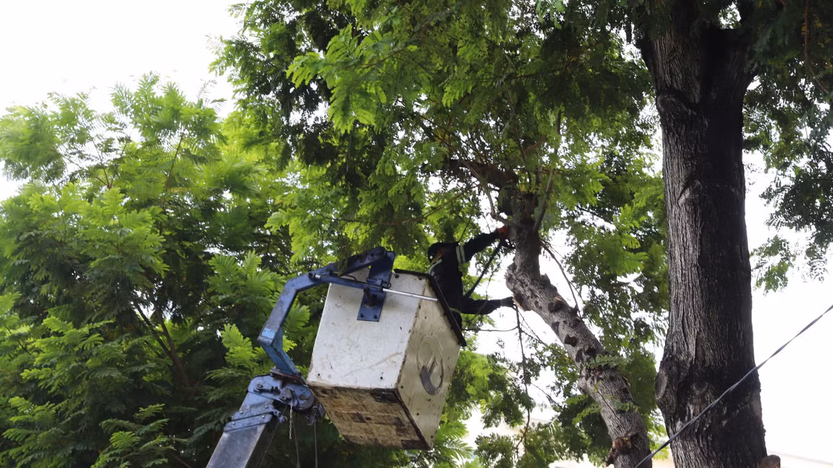 Song song với việc thi công, công tác chỉnh trang cảnh quan đô thị cũng được triển khai. Những ngày qua, lực lượng chức năng đã tiến hành cắt tỉa cây xanh để đảm bảo tầm nhìn và an toàn trong suốt quá trình tổ chức sự kiện. Đặc biệt, nhằm hạn chế ảnh hưởng đến giao thông, ngay sau khi cắt tỉa, các nhánh cây sẽ được dọn dẹp nhanh chóng.