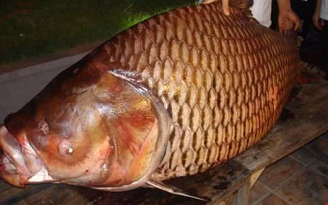 Giá của những con cá hô khổng lồ rất đắt đỏ, khoảng vài triệu đồng/kg. Có những con nặng hàng tạ, tương đương vài trăm triệu đồng.