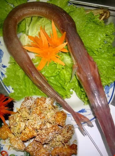 Cá chìa vôi còn gọi là cá phóng lao, là một loại cá hiếm, sống ở biển, có chiều dài như con lươn cỡ lớn. Cá chìa vôi là một hải đặc sản quý của vùng biển miền Trung và ngày một khan hiếm. Chính vì vậy mà giá thành của món ăn này cũng ngày một tăng cao.