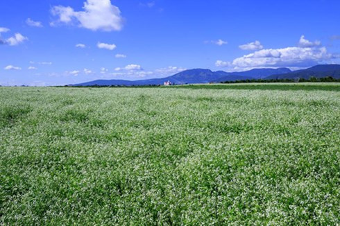 Dieu can biet di du lich mua hoa huong duong Da Lat-Hinh-2