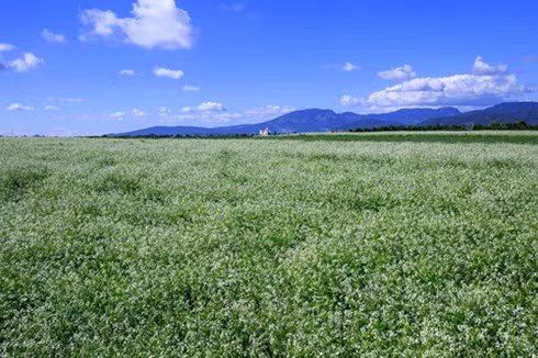 Dieu can biet di du lich mua hoa huong duong Da Lat-Hinh-2