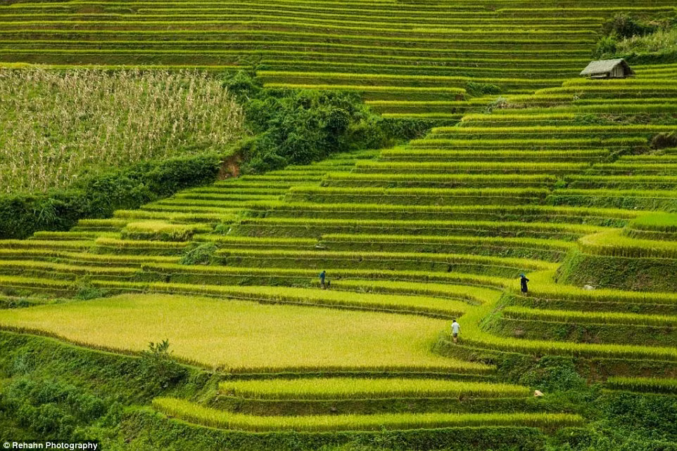 Vẻ đẹp choáng ngợp của Mù Cang Chải, miền Bắc Việt Nam.