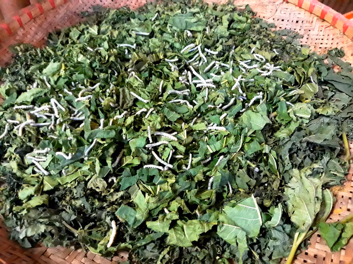 Sau khi nhập tơ tằm nguyên liệu về, 10 công nhân trong xưởng sản xuất của bà sẽ thực hiện hầu hết các công đoạn tiếp theo để sản xuất ra vải lụa.