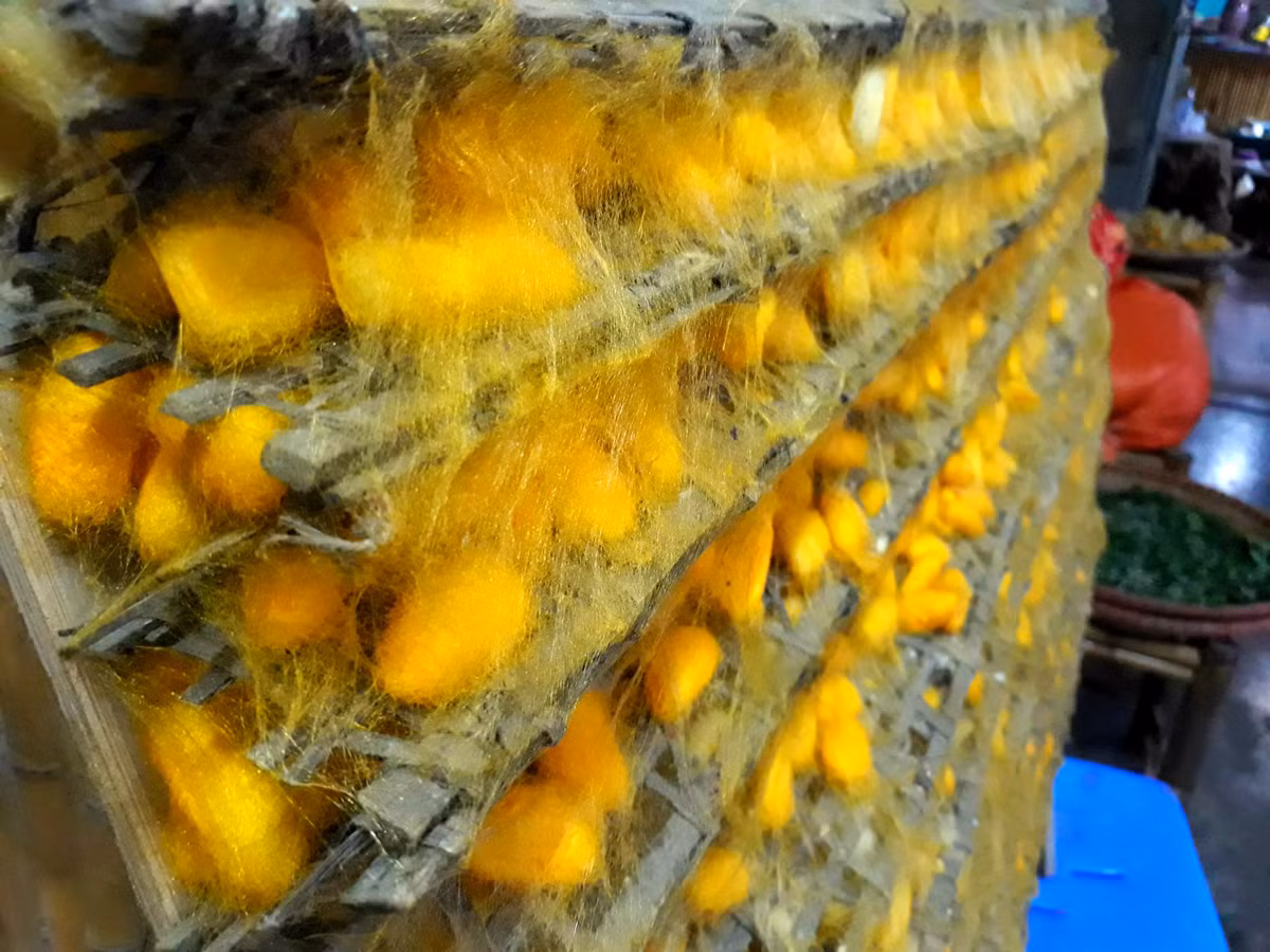 Theo bà Tâm, lâu nay, ở Vạn Phúc không trồng dâu, nuôi tằm nữa vì quy trình đó đòi hỏi phải có diện tích lớn, khí hậu phù hợp.