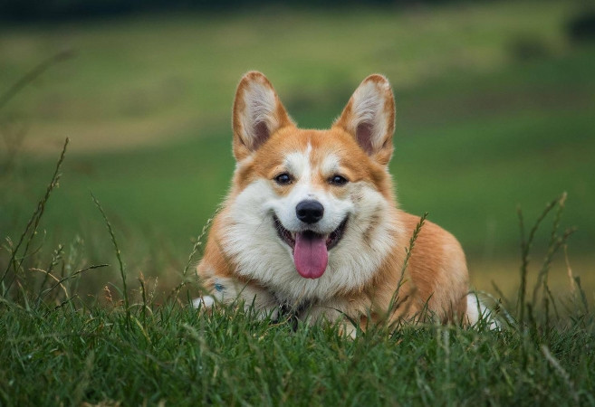 Vo ly hon, kien chong vu phu vi giet cho cung